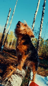 beautiful Yorkshire Terrier howls looking at the sky.