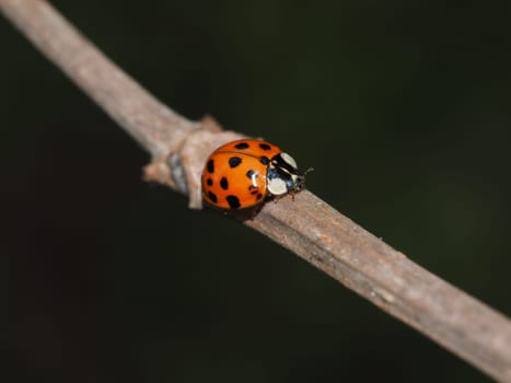 Asian ladybug