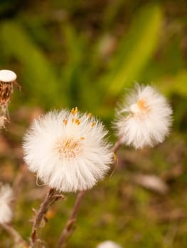 White cotton cloud dandelions with a relaxing tone, and a blurred background in the spring light and glow
