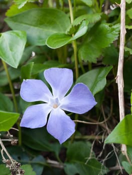A purple flower head on the ground and in front of some leaves