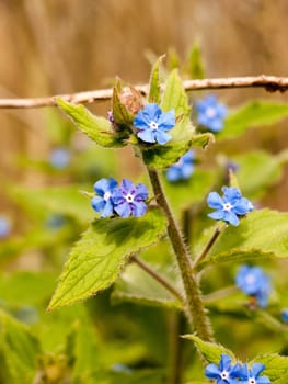 Beautiful and peaceful little blues flowers on the top of a plant budding and blossoming in the spring light and heat