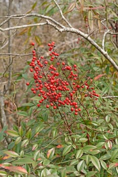 Red Winterberries in the late Winter in Hots Springs National Park in Arkansas