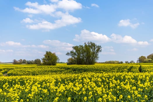 rapeseed