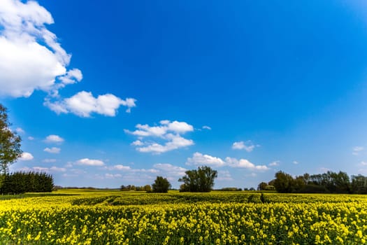 rapeseed