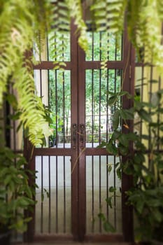 Vintage Door And Hanging Green Plant, stock photo