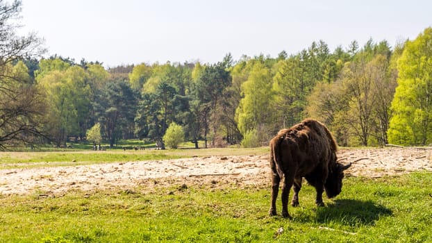 Mecklenburg
