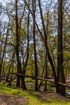 Mecklenburg