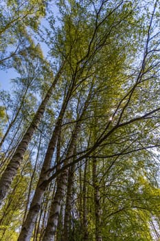 Mecklenburg