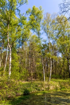 Mecklenburg