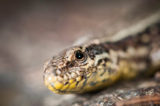 Lateral detail view of the head of a brown wall lizard (Podarcis muralis) sitting on a stone.