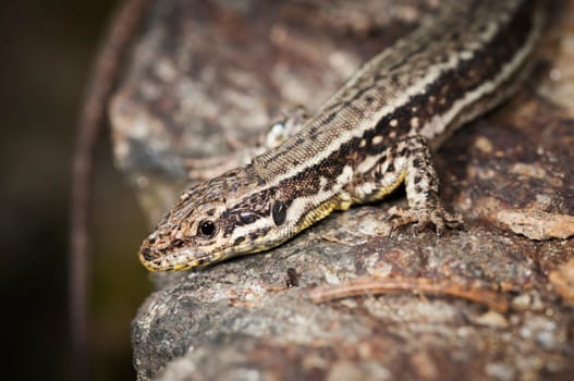Lateral close-up of the front part of a brown wall lizard (Podarcis muralis) sitting on a stone.