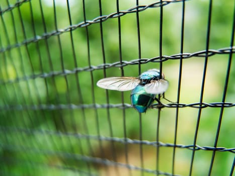 Curious scene of a goldfly (Lucilia sericata) trapped in the meshes of a fence in close-up.