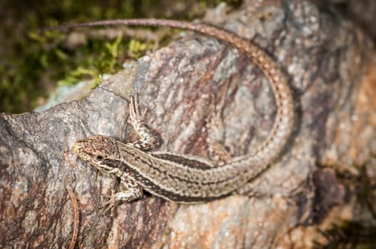 Elevated full-body view of a brown wall lizard (Podarcis muralis) sitting on a stone.