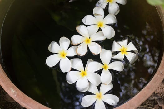 Plumeria Flowers In Garden Water Bowl, stock photo
