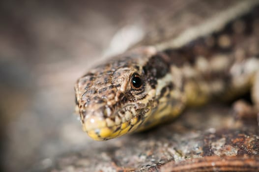 Lateral detail view of the head of a brown wall lizard (Podarcis muralis) sitting on a stone.