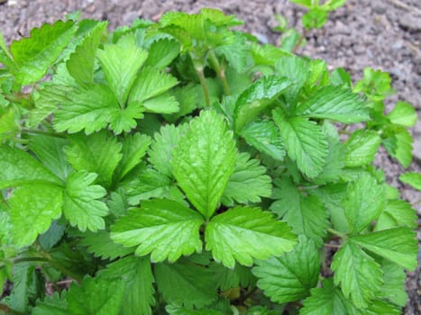 Indian false earthberry,Duchesnea indica