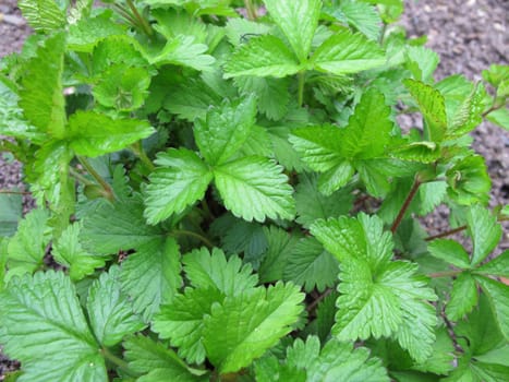 Indian false earthberry,Duchesnea indica