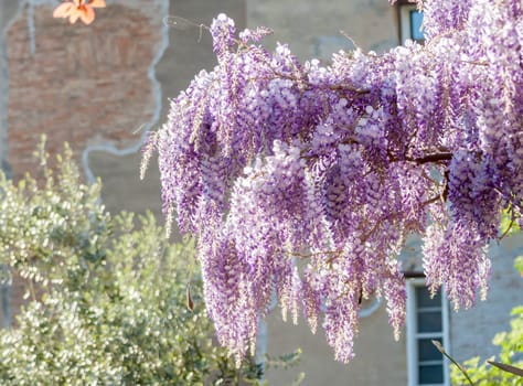 amazing violet wisteria blossom closeup spring in italy selective focus