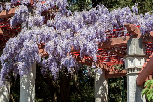 amazing violet wisteria blossom spring in italy