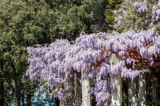 amazing violet wisteria blossom spring in italy