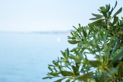 bush with green leaves against sky and sea background
