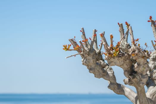 tree with cut off branches against sky and sea background