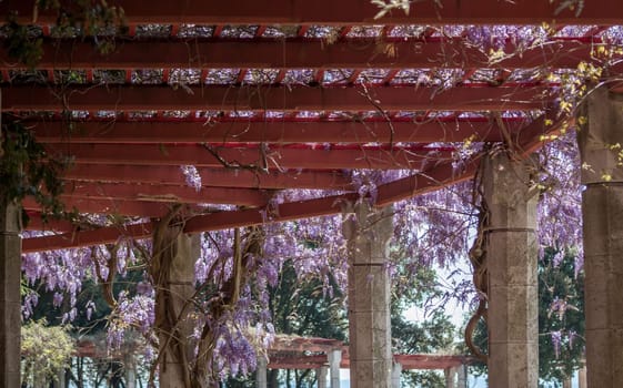 amazing violet wisteria blossom spring in italy