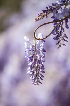 amazing violet wisteria blossom closeup spring in italy selective focus