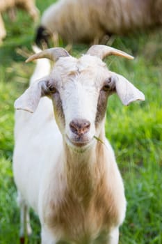 Goat with small horns