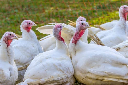 Turkeys from a Hessian free-range farm