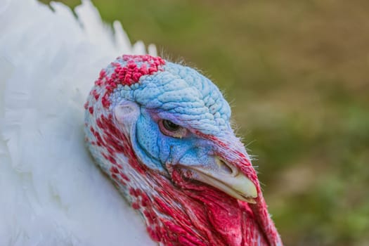 Turkeys from a Hessian free-range farm