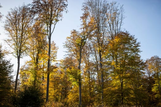 Autumn forest impressions in the afternoon light