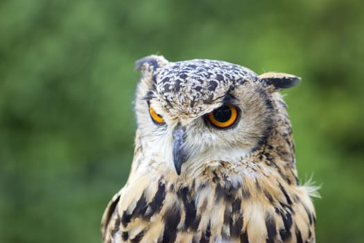 Portrait of a young female Indian eagle owl female