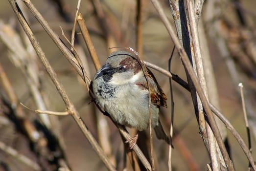 Sparrow sits on a branch on a blurred background of dry branches and bushes. Shallow depth of field. Selective focus.