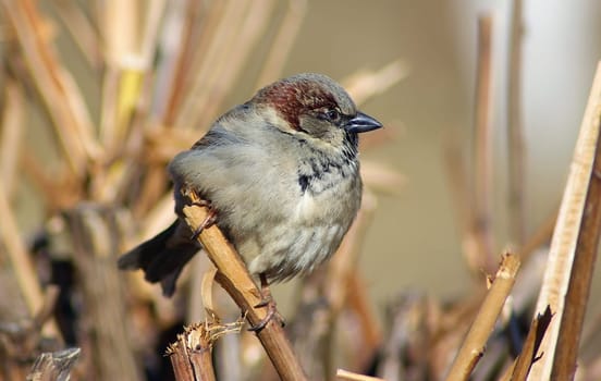 Sparrow sits on a branch on a blurred background of dry bushes. Shallow depth of field. Selective focus.
