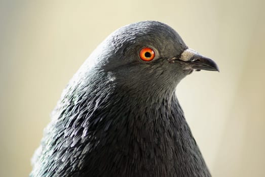 Pigeon head and neck in profile close-up. Selective focus.
