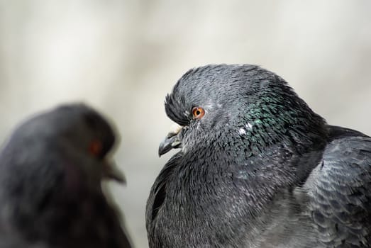 Two pigeons close up. Shallow depth of field. Selective focus.