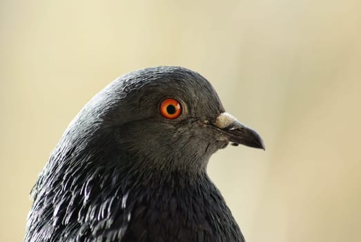 Head of a pigeon in profile close-up. Selective focus.