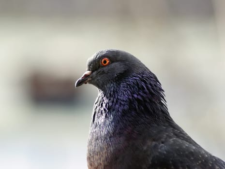 Pigeon head and neck. Closeup of a beautiful dove.
