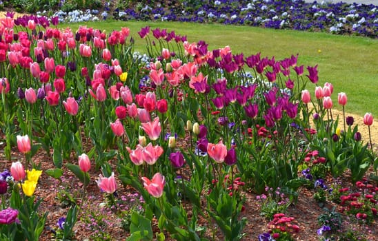 Tulips