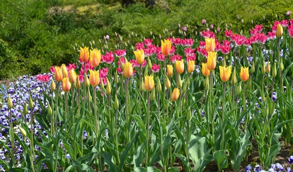 Tulips