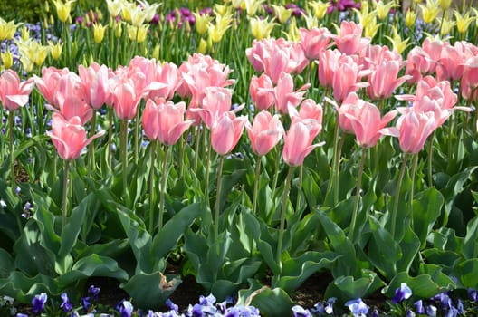 Tulips
