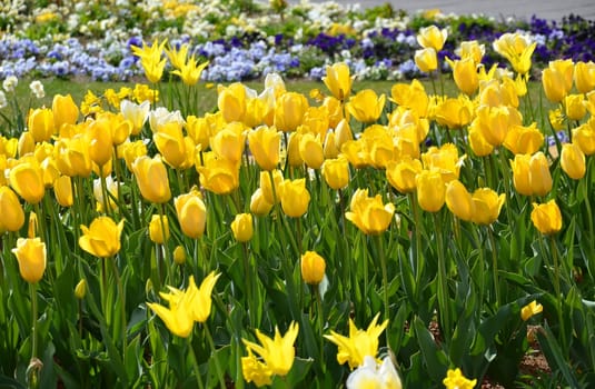 Tulips