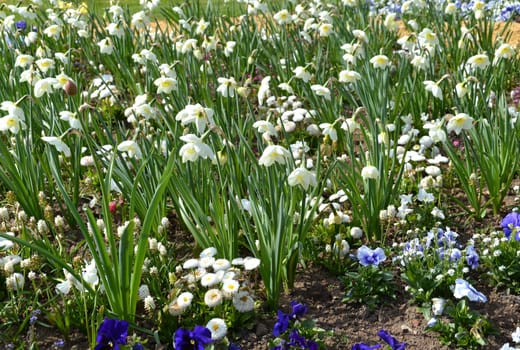 Daffodils
