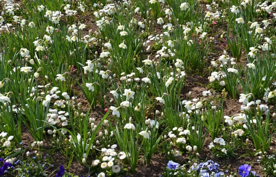 Daffodils