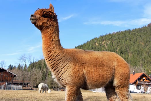 A brown female alpaca on a meadow in Bavaria