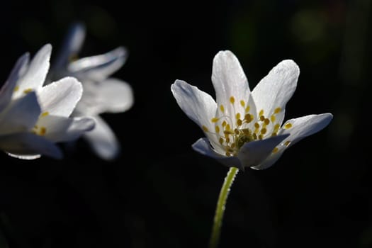 Bush anemones in the backlight of the evening sun
