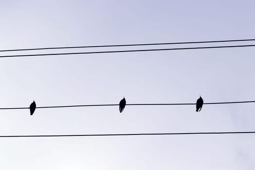 Three starlings sit on a power line
