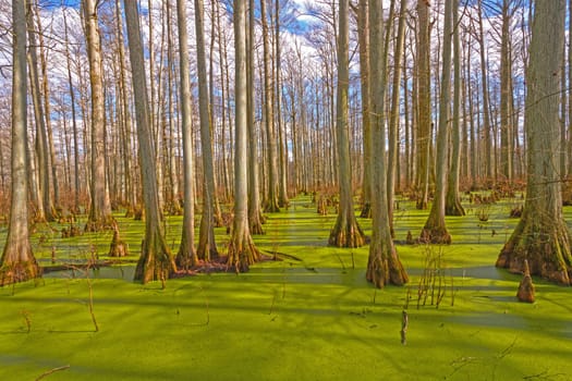 Mystical Colors in a Cypress Forest of Heron Pond in the Cache River Natural Area in Illinois