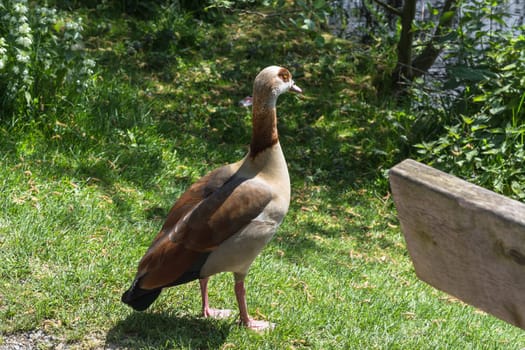Brown wild goose stands on a green meadow on the shore of a pond.